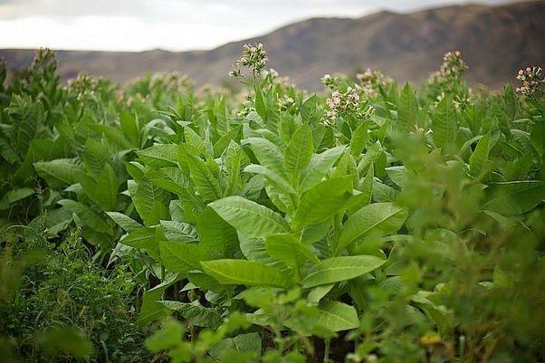 Uzbek enterprise increases processing of unique tobacco by 40%