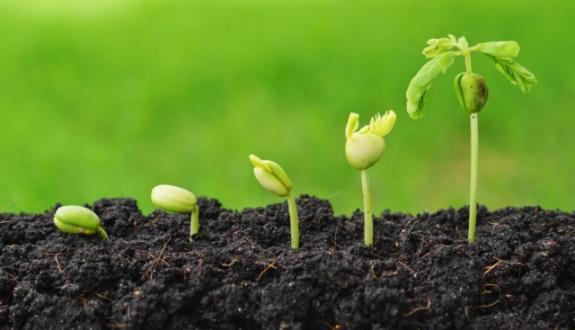Five seed enterprises to appear in Azerbaijan