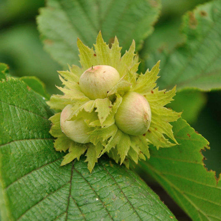 Azerbaijan sees hazelnut harvest increase