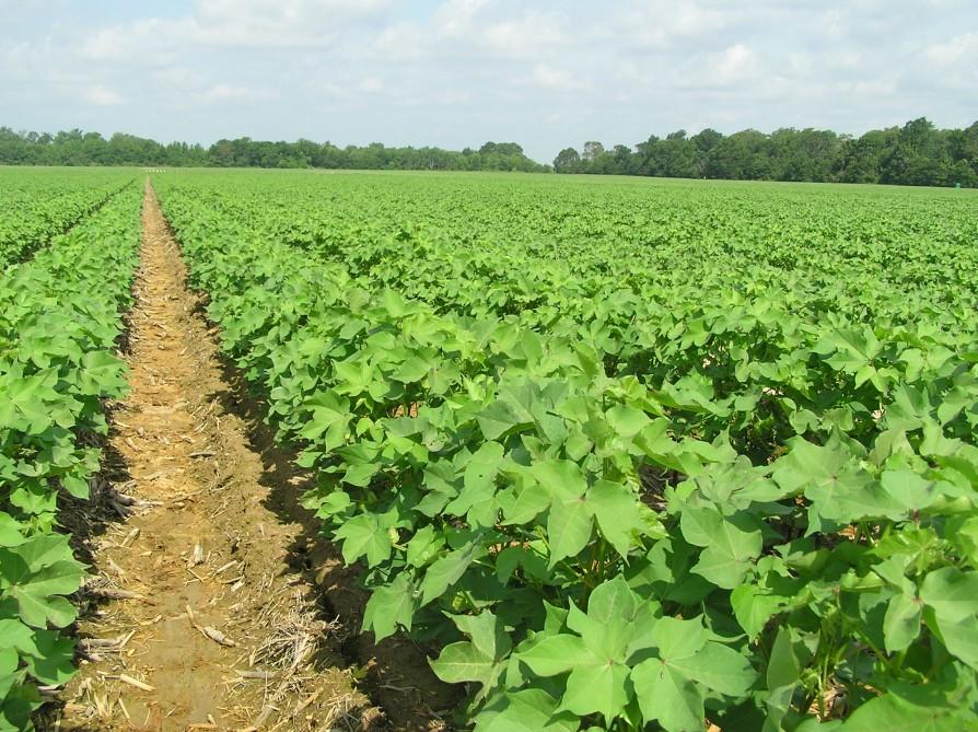 Production of cotton increase