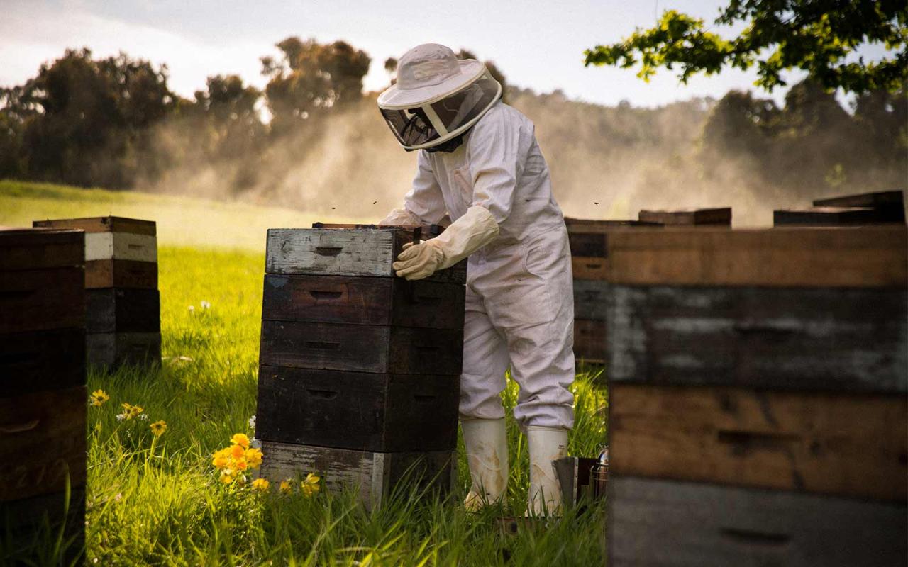 New project on beekeeping to be implemented among women