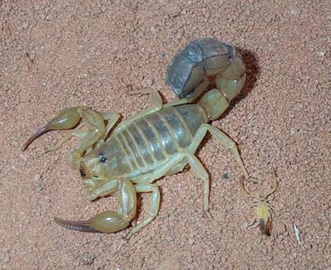 Yellow scorpion, steppe spider bites recorded
