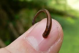 Azerbaijan negotiating for sale of leeches