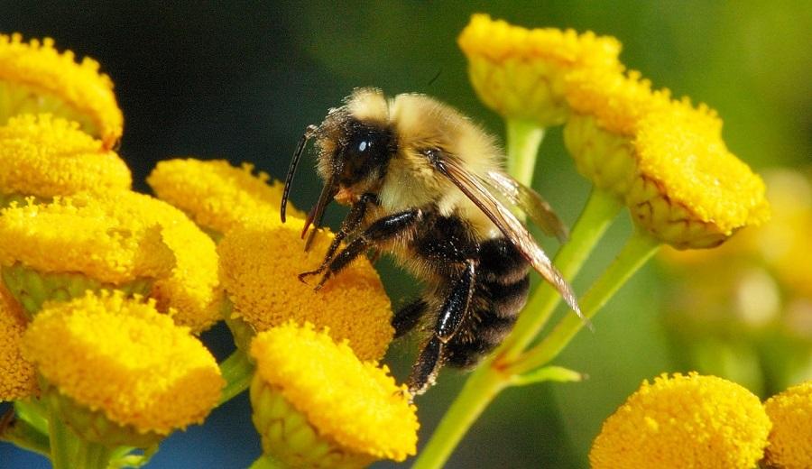 Honey Fair to be held in October