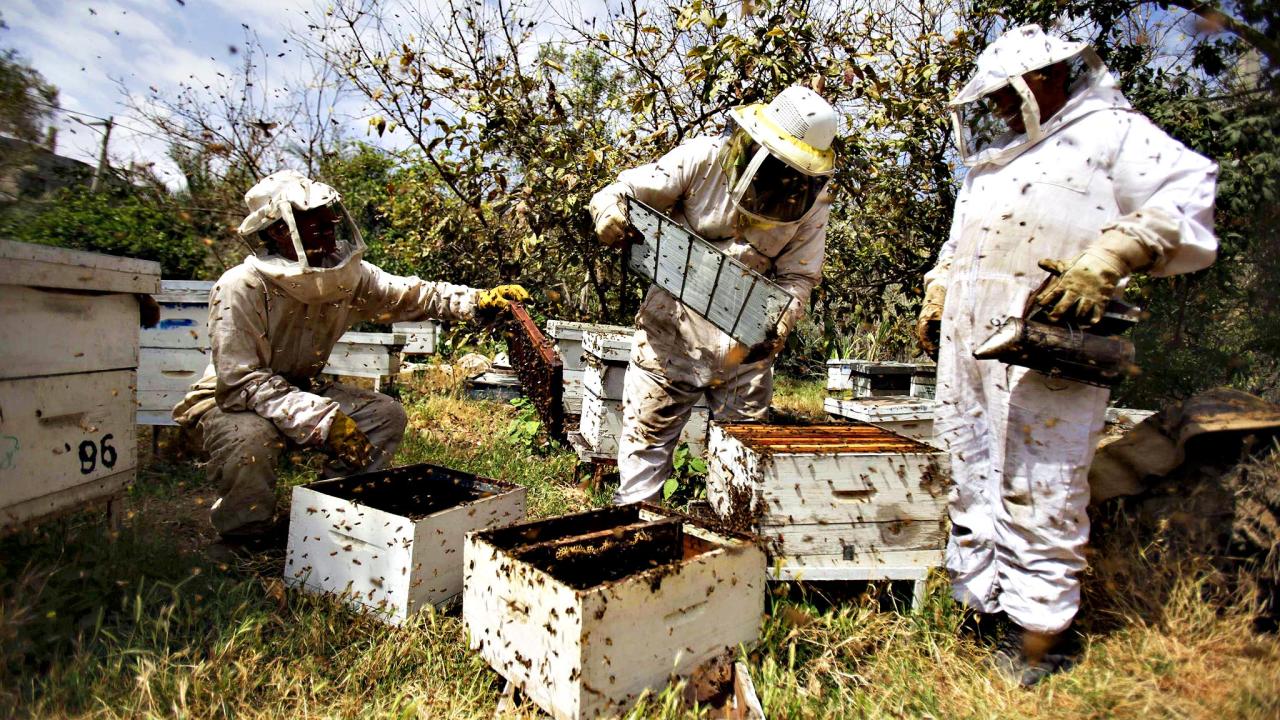 Government announces support for beekeepers