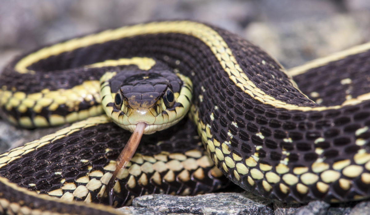 115 snake, scorpion, steppe spider bites recorded in Azerbaijan