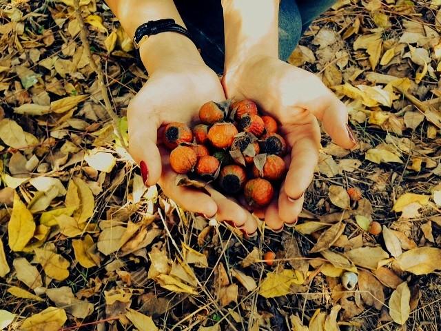 Enjoy wonderful colors of autumn [PHOTO]