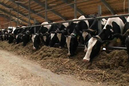 1,900 tons of livestock products exported from western Iran