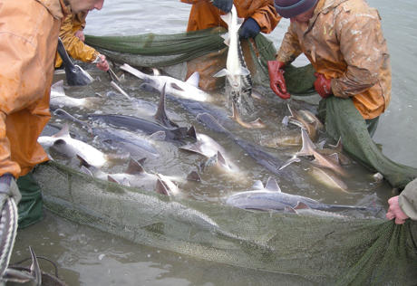 Saudi company to invest in fishing industry of Uzbekistan