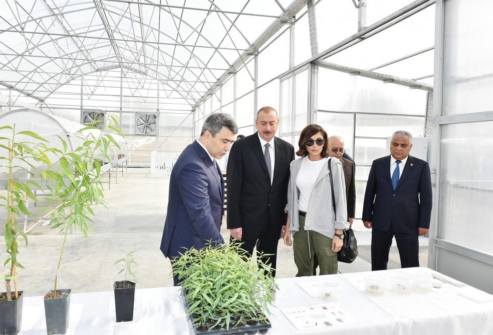 Azerbaijani president, First Lady view sapling enterprise of Guba Scientific-Research Institute [PHOTO]