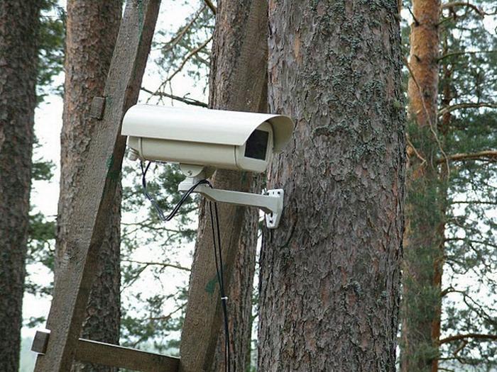 Cameras will be installed in forests