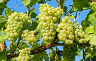 Georgia enjoys record grape harvest in 2018