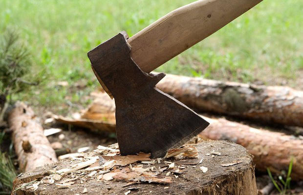 Ecology Ministry on cases of illegal cutting of trees