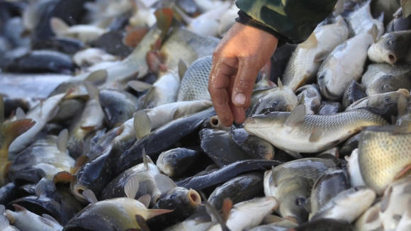 Illegal fishing poachers detained in Azerbaijan