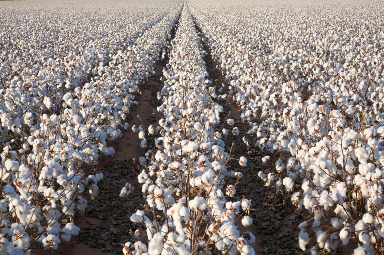 Azerbaijan plans to grow new varieties of colored cotton