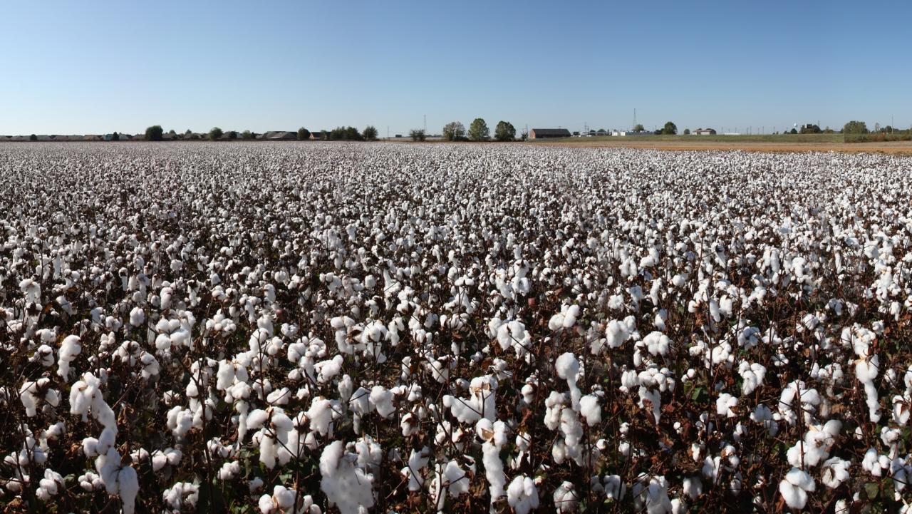 Cotton processing plants to appear in country