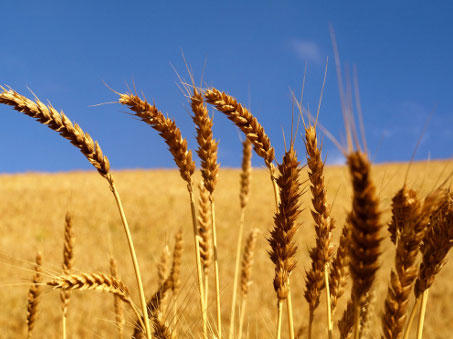 Barley harvesting nears completion