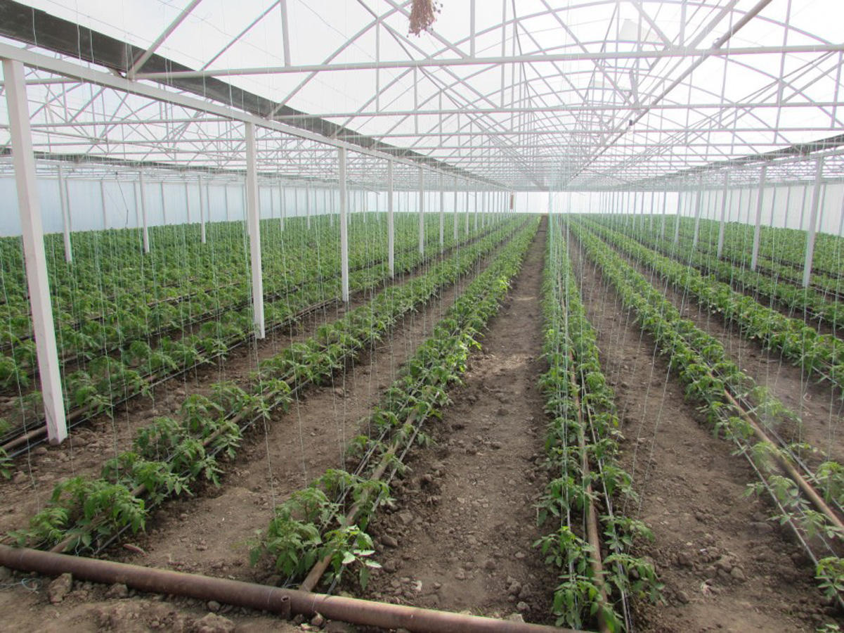 New greenhouses to appear in Azerbaijani with WB support [PHOTO]