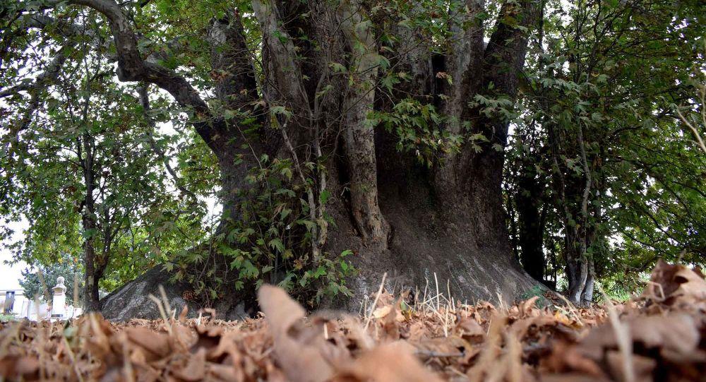 Charming legends surround old sycamore tree [PHOTO]