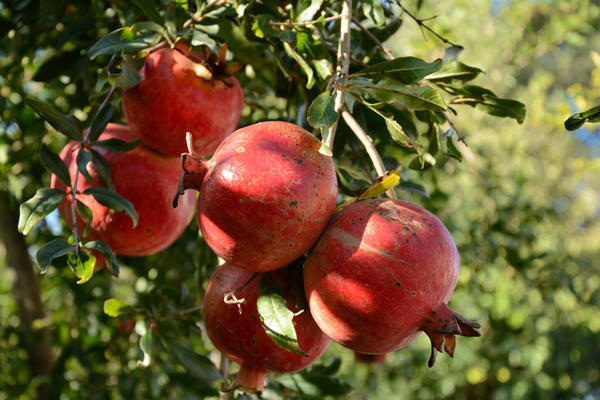 Azerbaijan is one of the centers of primary origin of pomegranate