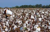US lifts ban on purchase of Uzbek cotton