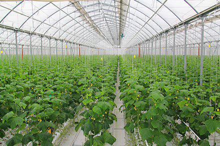 13,000 hectares of greenhouses created in Iran