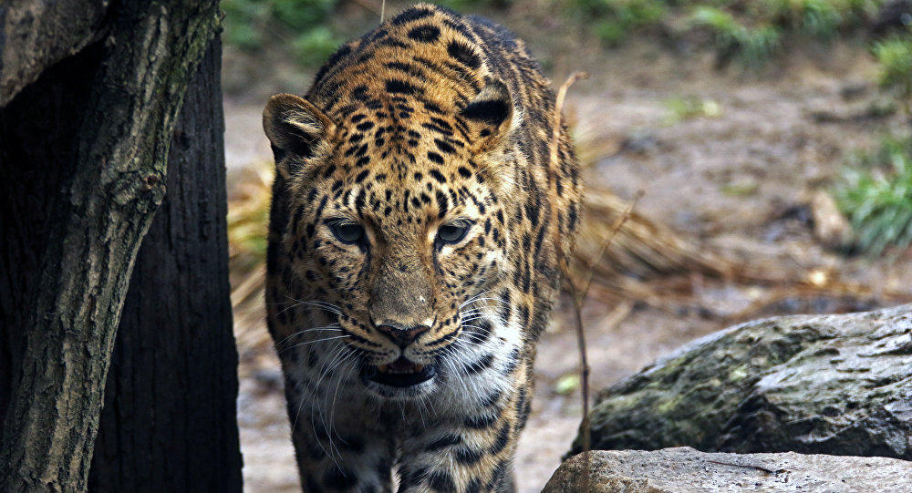 Leopard population increases