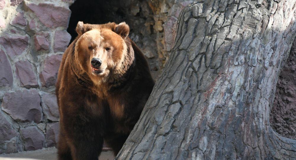 Brown bear listed in Red Book of Azerbaijan was killed