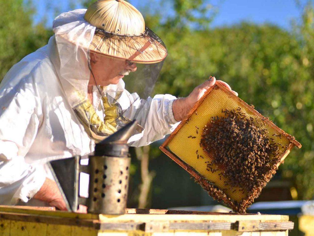 Azerbaijani beekeepers to receive subsidies from state