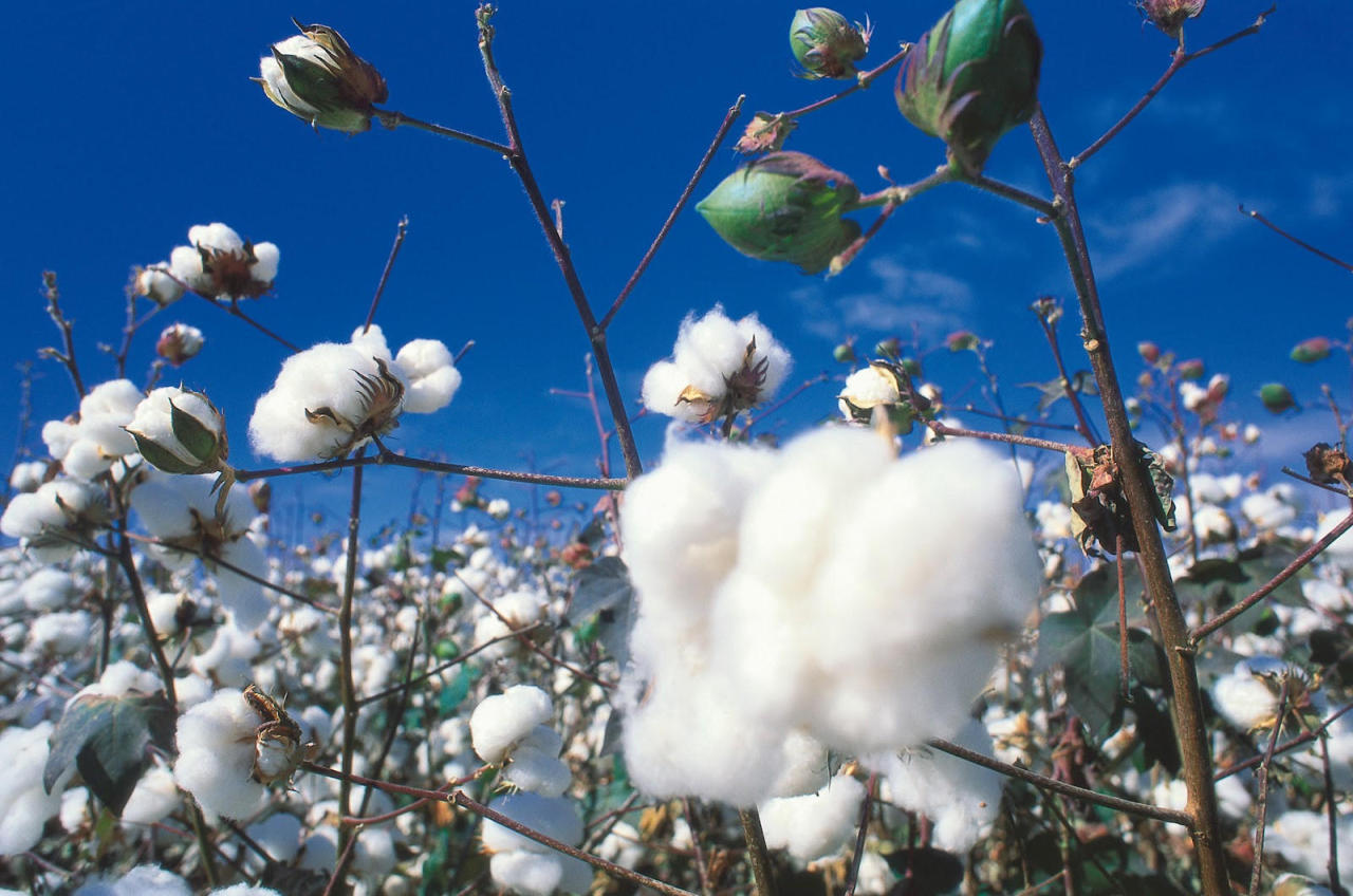 Purchase prices for cotton increase in Azerbaijan
