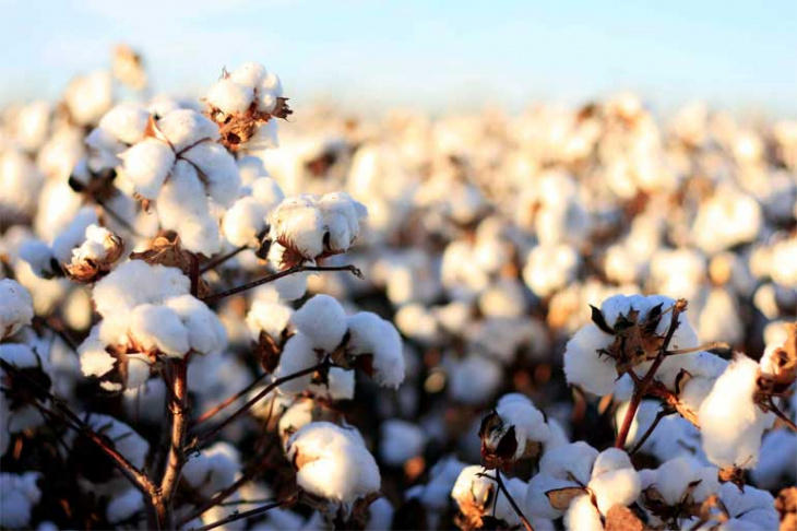 Areas for cotton cultivation to increase in 2020