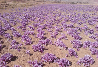 Iran expects to harvest over 400 tons of saffron