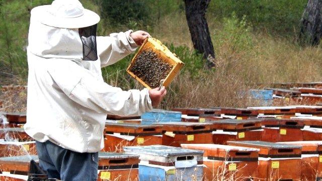 Beekeeping to receive additional impulse