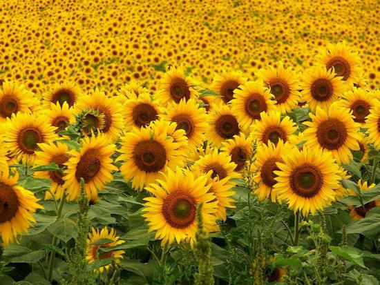 Kazakhstan launches new sunflower oil plant