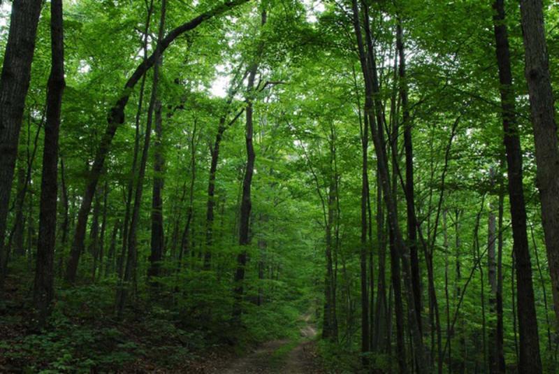 Cameras installed in forests of five Azerbaijan regions