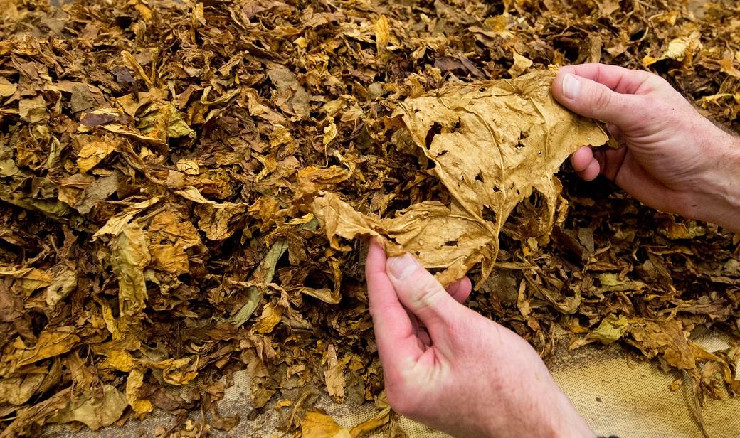 Tobacco cultivated areas to be expanded in Azerbaijan