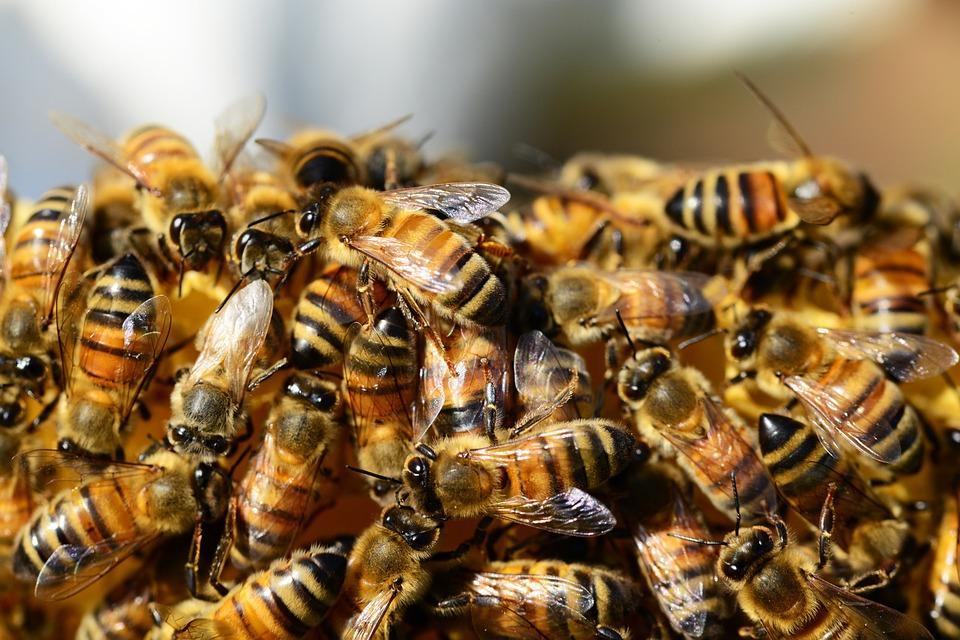 Number of bee colonies up in Azerbaijan