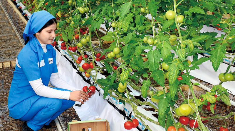 Turkmenistan launches greenhouse complex, plastic pipe plant [PHOTO]