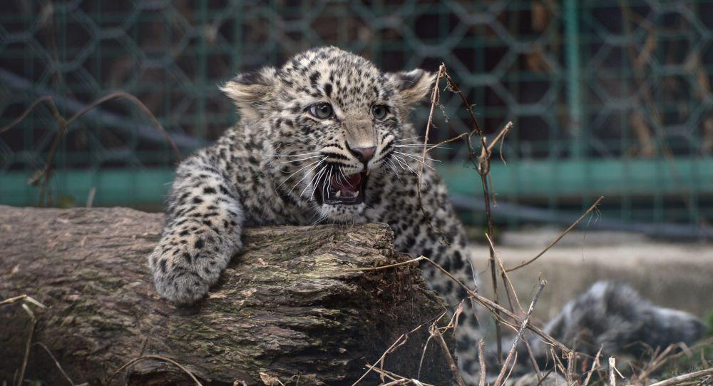 Leopard cub found in Azerbaijan