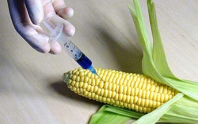 GMO products enter Azerbaijani market mainly via Turkey and Iran