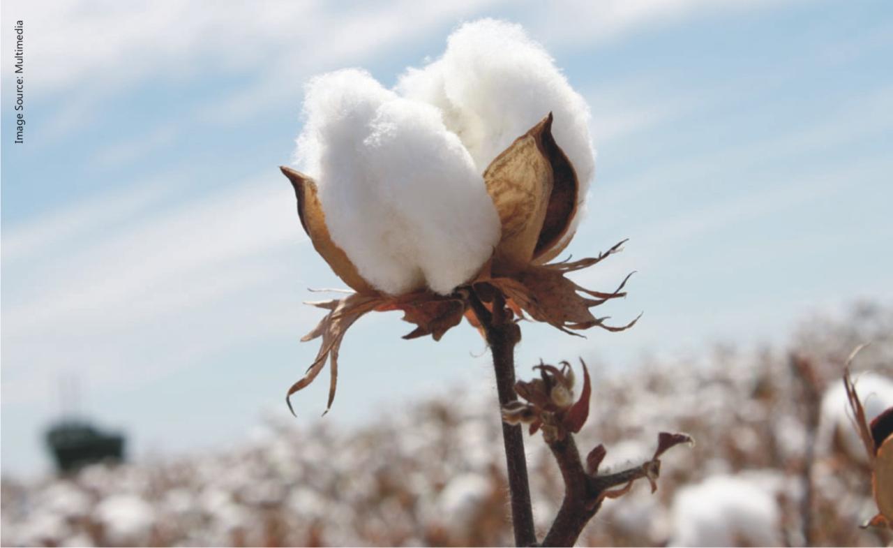 Cotton remains main raw material for export in Tajikistan