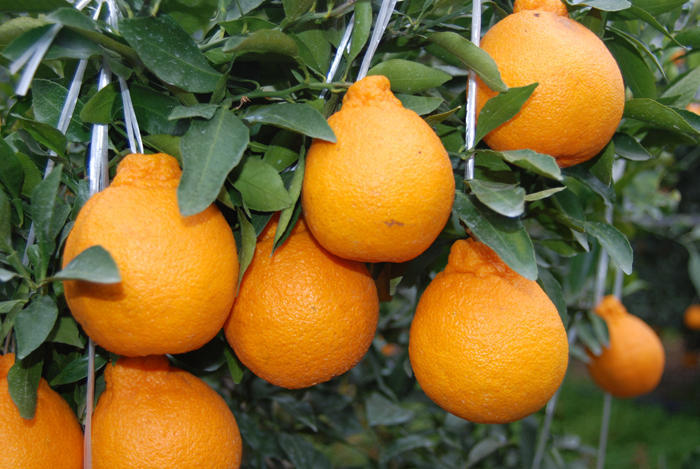 Rare citrus fruit cultivated in Azerbaijan