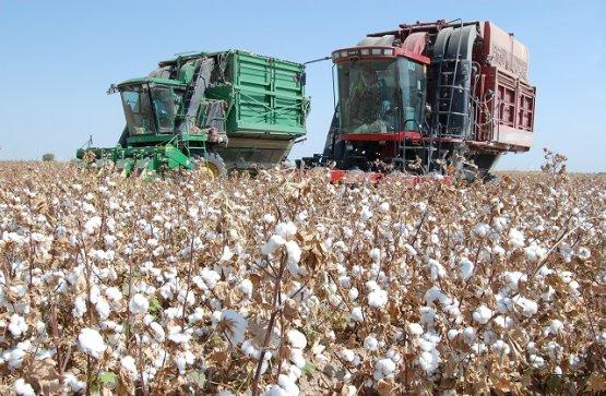 Turkmenistan boosts cotton harvest plan in 2020