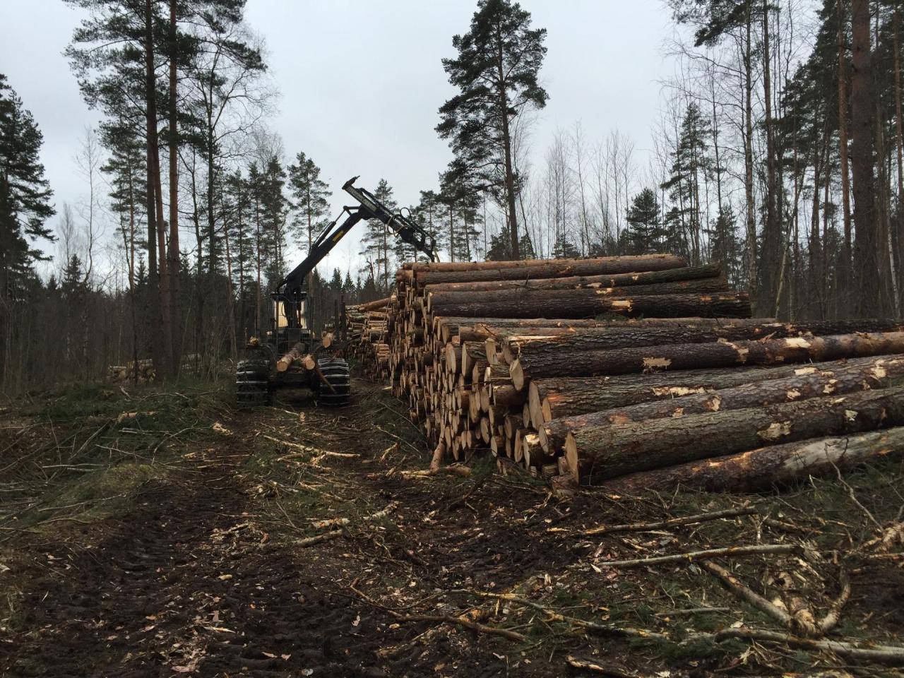 How will embargo on timber export from Russia affect Azerbaijan?