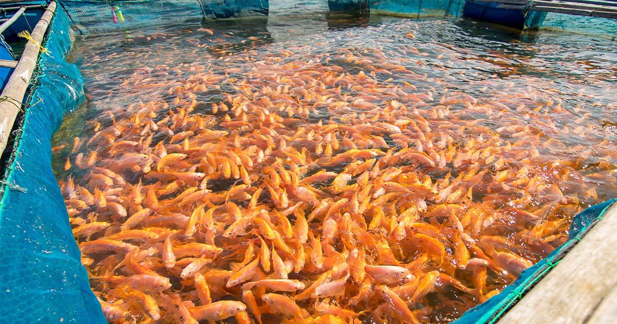 Fish farming developing rapidly