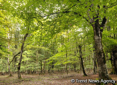 Azerbaijan plans to modernize forest management system
