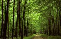 Fencing of forests to be launched in Azerbaijan