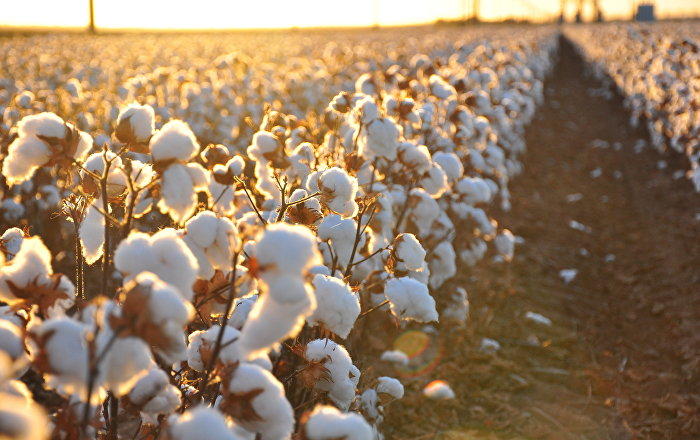 China to invest $ 300 million in cotton processing in Tajikistan