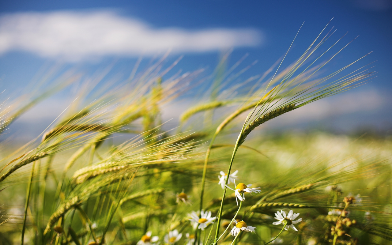 Azerbaijan marks Wind Tuesday