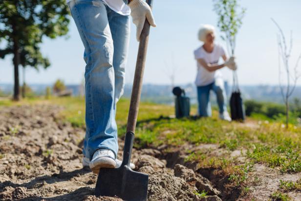 Tree planting campaigns in Baku to contribute to ecology